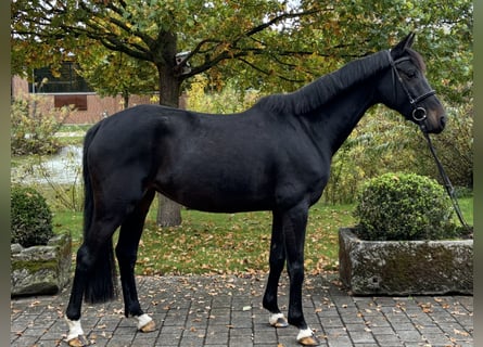 Deutsches Sportpferd, Stute, 6 Jahre, 165 cm, Dunkelbrauner
