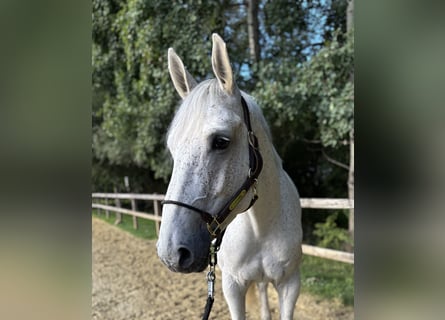 Deutsches Sportpferd, Stute, 6 Jahre, 165 cm, Fliegenschimmel