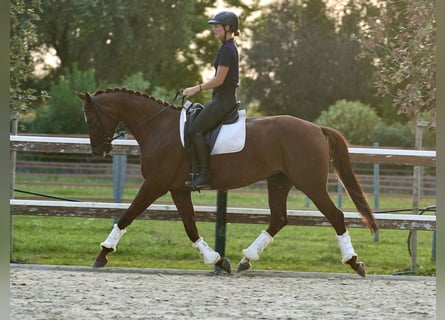 Deutsches Sportpferd, Stute, 6 Jahre, 165 cm, Fuchs