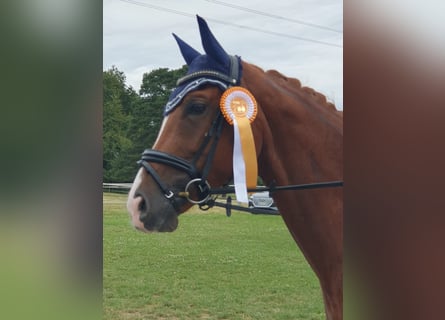 Deutsches Sportpferd, Stute, 6 Jahre, 166 cm, Fuchs