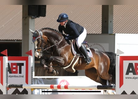 Deutsches Sportpferd, Stute, 6 Jahre, 166 cm, Schwarzbrauner