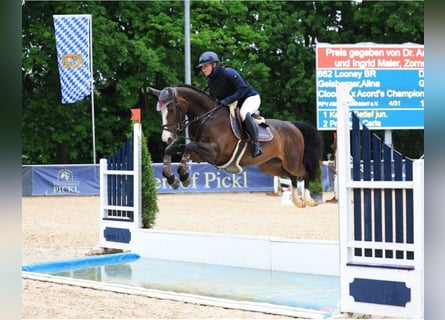 Deutsches Sportpferd, Stute, 6 Jahre, 166 cm, Schwarzbrauner