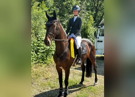 Deutsches Sportpferd, Stute, 6 Jahre, 167 cm, Brauner