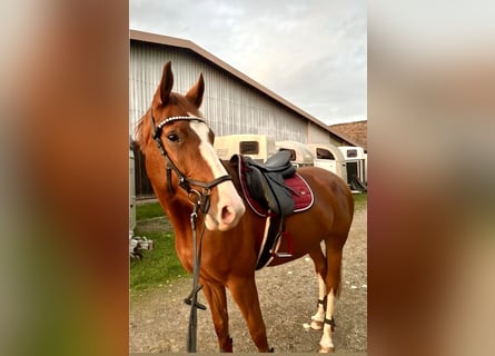 Deutsches Sportpferd, Stute, 6 Jahre, 167 cm