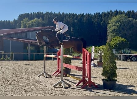 Deutsches Sportpferd, Stute, 6 Jahre, 167 cm, Dunkelbrauner