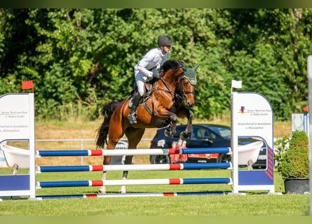 Deutsches Sportpferd, Stute, 6 Jahre, 167 cm, Dunkelbrauner