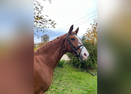 Deutsches Sportpferd, Stute, 6 Jahre, 167 cm, Fuchs