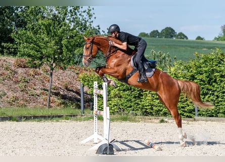 Deutsches Sportpferd, Stute, 6 Jahre, 167 cm, Fuchs