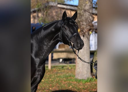 Deutsches Sportpferd, Stute, 6 Jahre, 167 cm, Rappe