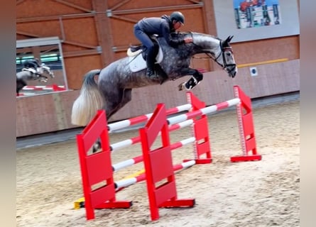 Deutsches Sportpferd, Stute, 6 Jahre, 167 cm, Schimmel