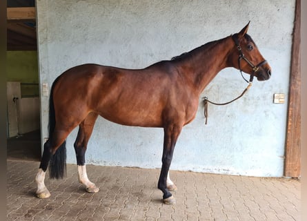 Deutsches Sportpferd, Stute, 6 Jahre, 168 cm, Brauner