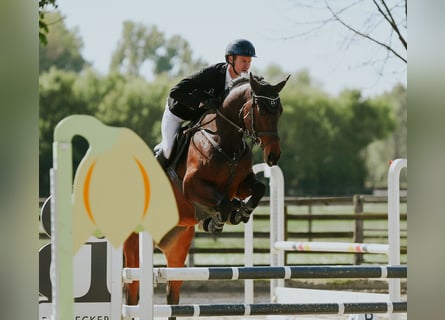 Deutsches Sportpferd, Stute, 6 Jahre, 168 cm, Dunkelbrauner