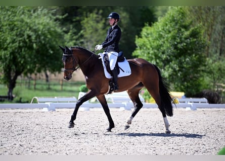 Deutsches Sportpferd, Stute, 6 Jahre, 168 cm, Dunkelbrauner