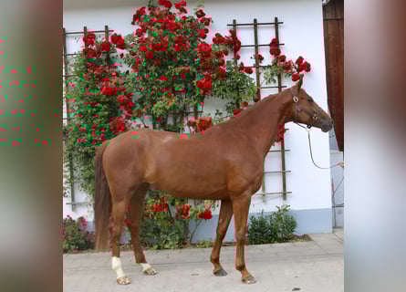 Deutsches Sportpferd, Stute, 6 Jahre, 168 cm, Dunkelfuchs