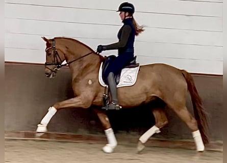 Deutsches Sportpferd, Stute, 6 Jahre, 168 cm, Fuchs