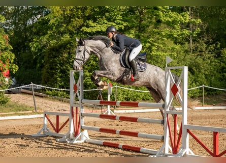 Deutsches Sportpferd, Stute, 6 Jahre, 168 cm, Schimmel