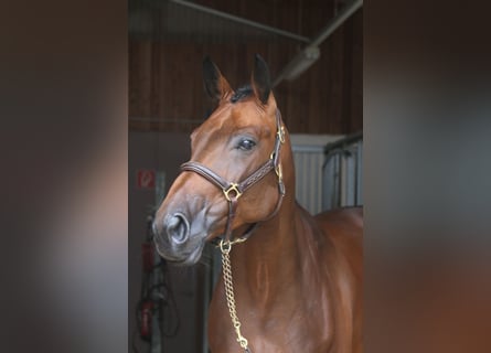 Deutsches Sportpferd, Stute, 6 Jahre, 168 cm