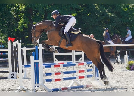 Deutsches Sportpferd, Stute, 6 Jahre, 169 cm, Brauner