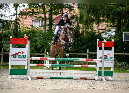 Deutsches Sportpferd, Stute, 6 Jahre, 169 cm, Brauner