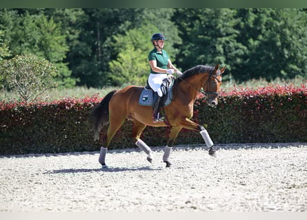 Deutsches Sportpferd, Stute, 6 Jahre, 169 cm, Brauner