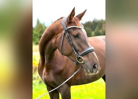 Deutsches Sportpferd, Stute, 6 Jahre, 169 cm, Dunkelfuchs