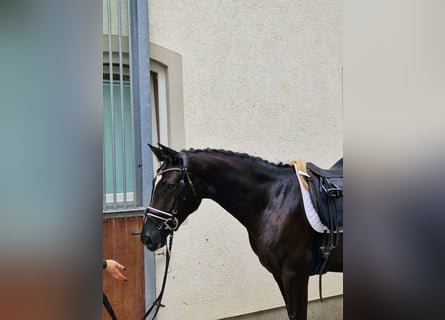 Deutsches Sportpferd, Stute, 6 Jahre, 169 cm, Rappe