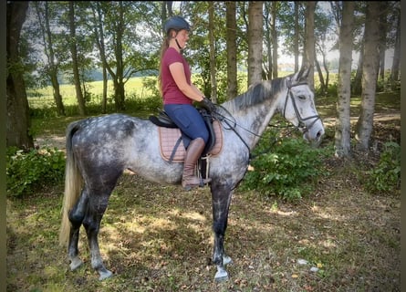 Deutsches Sportpferd, Stute, 6 Jahre, 170 cm, Apfelschimmel