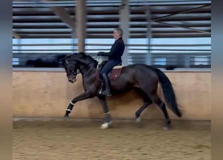 Deutsches Sportpferd, Stute, 6 Jahre, 170 cm, Brauner