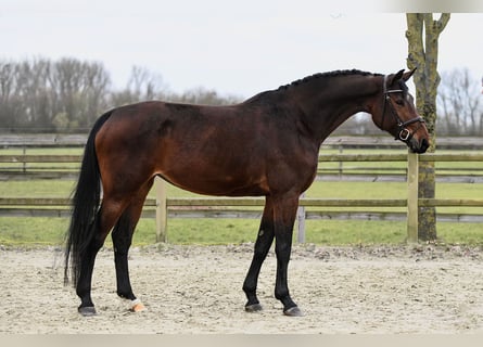 Deutsches Sportpferd, Stute, 6 Jahre, 170 cm, Brauner