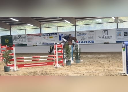 Deutsches Sportpferd, Stute, 6 Jahre, 170 cm, Brauner