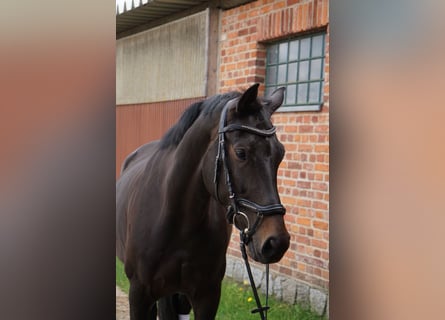Deutsches Sportpferd, Stute, 6 Jahre, 170 cm, Dunkelbrauner