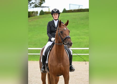 Deutsches Sportpferd, Stute, 6 Jahre, 170 cm, Fuchs