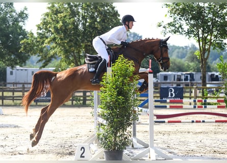 Deutsches Sportpferd, Stute, 6 Jahre, 170 cm, Fuchs