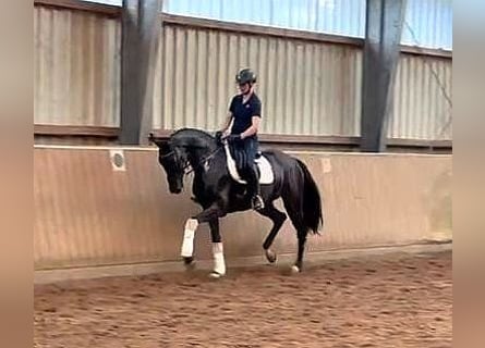 Deutsches Sportpferd, Stute, 6 Jahre, 170 cm, Rappe