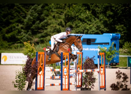 Deutsches Sportpferd, Stute, 6 Jahre, 171 cm, Brauner