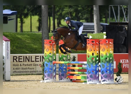 Deutsches Sportpferd, Stute, 6 Jahre, 172 cm, Brauner