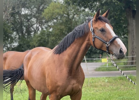 Deutsches Sportpferd, Stute, 6 Jahre, 172 cm, Brauner