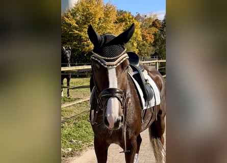 Deutsches Sportpferd, Stute, 6 Jahre, 172 cm, Dunkelfuchs