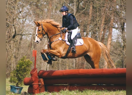 Deutsches Sportpferd, Stute, 6 Jahre, 172 cm, Fuchs