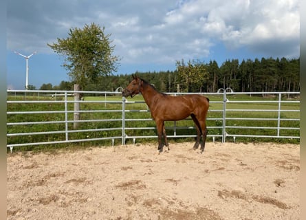 Deutsches Sportpferd, Stute, 6 Jahre, 173 cm, Brauner