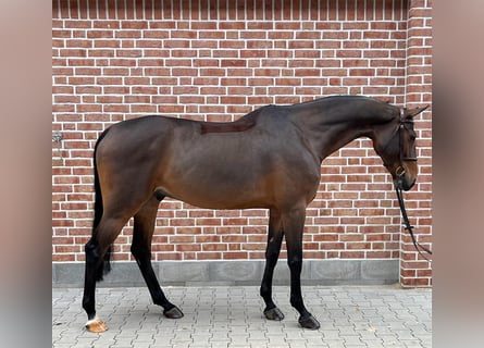 Deutsches Sportpferd, Stute, 6 Jahre, 173 cm, Brauner