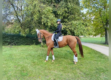 Deutsches Sportpferd, Stute, 6 Jahre, 173 cm, Fuchs