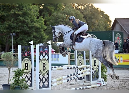 Deutsches Sportpferd, Stute, 6 Jahre, 174 cm, Schimmel
