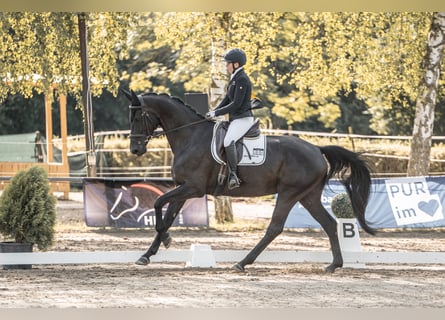 Deutsches Sportpferd, Stute, 6 Jahre, 175 cm