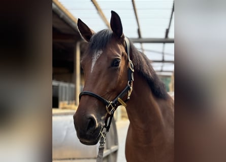 Deutsches Sportpferd, Stute, 6 Jahre, Brauner