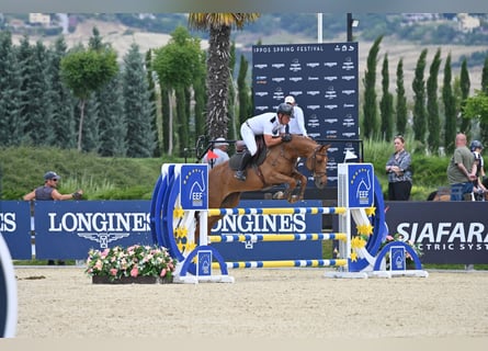 Deutsches Sportpferd, Stute, 7 Jahre, 163 cm, Dunkelfuchs