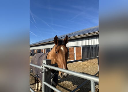 Deutsches Sportpferd, Stute, 7 Jahre, 165 cm, Brauner