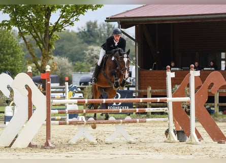 Deutsches Sportpferd, Stute, 7 Jahre, 166 cm, Brauner