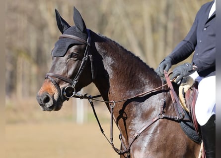Deutsches Sportpferd, Stute, 7 Jahre, 166 cm, Schwarzbrauner