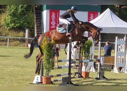 Deutsches Sportpferd, Stute, 7 Jahre, 167 cm, Brauner